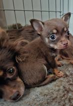 Chihuahua teefje (choco tan), Dieren en Toebehoren, Honden | Chihuahua's en Gezelschapshonden, Rabiës (hondsdolheid), 8 tot 15 weken