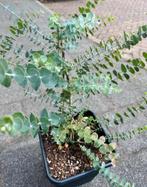Eucalyptus plant, Tuin en Terras, Planten | Bomen, Ophalen of Verzenden, Overige soorten, Minder dan 100 cm