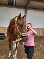 Verzorg pony gezocht, Dieren en Toebehoren, Paarden en Pony's | Verzorgingsproducten, Ophalen of Verzenden