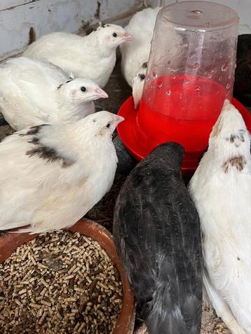Witbonte japanse kwartels beschikbaar voor biedingen
