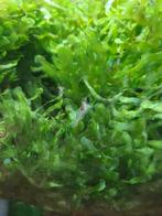 Jewel aquarium te koop met inhoud, Dieren en Toebehoren, Vissen | Aquaria en Toebehoren, Ophalen, Gebruikt, Gevuld zoetwateraquarium