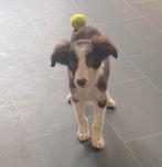 Hele mooie FRIESE STABIJ x BORDER COLLIE pup - reutje, Dieren en Toebehoren, Nederland, Reu, CDV (hondenziekte), 8 tot 15 weken