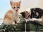 Kat en kittens, Dieren en Toebehoren, Katten en Kittens | Overige Katten, Poes, Kortharig, 0 tot 2 jaar
