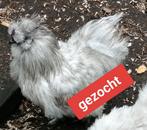Gezocht grijs zijdehoen kriel haantje, Dieren en Toebehoren, Pluimvee, Mannelijk, Kip