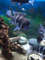 Cyphotilapia frontosa cichliden, Dieren en Toebehoren, Vissen | Aquariumvissen, Vis, Zoetwatervis, Schoolvis