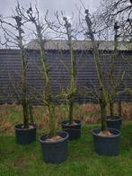 perenbomen oude fruitboom, Ophalen of Verzenden, Volle zon, Overige soorten, 100 tot 250 cm