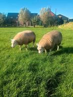 Diverse stamboek texelaar dekrammen, Dieren en Toebehoren, Schapen, Geiten en Varkens, Mannelijk, Schaap, 0 tot 2 jaar