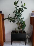 kamerplant in gr rechthoekige bak en karretje met wieltjes, Ophalen, Halfschaduw, Minder dan 100 cm