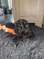 Toypoedel, Dieren en Toebehoren, Honden | Chihuahua's en Gezelschapshonden, Poedel, 8 tot 15 weken, Teef, Meerdere