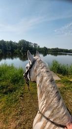 Verzorgster / bijrijdster gezocht, Ophalen of Verzenden