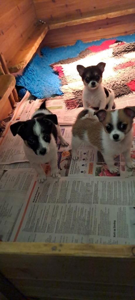 Jack russel/chihuahua pups, Dieren en Toebehoren, Honden | Chihuahua's en Gezelschapshonden, Meerdere dieren, Chihuahua, Particulier