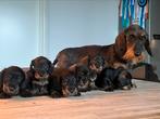 Ruwhaar Kaninchen / Dwerg Teckel pups stamboom, Dieren en Toebehoren, Honden | Teckels en Dashonden, CDV (hondenziekte), 8 tot 15 weken