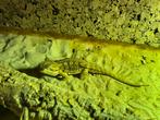 Baardagamen (2) inclusief terrarium, Dieren en Toebehoren, Reptielen en Amfibieën, Hagedis, 0 tot 2 jaar