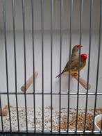 Binsenastrilden, Dieren en Toebehoren, Vogels | Overige Vogels, Meerdere dieren, Geringd