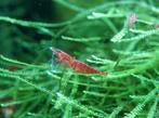 Vuurgarnalen / Neocaridina garnalen, Dieren en Toebehoren, Vissen | Aquaria en Toebehoren, Ophalen of Verzenden