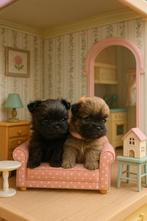 Boomer x Pomeriaan puppy’s, Dieren en Toebehoren, Honden | Chihuahua's en Gezelschapshonden, Overige rassen, 8 tot 15 weken, Meerdere