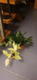 Bied maar op deze kamerplantjes!, Ophalen, Halfschaduw, Minder dan 100 cm