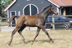 Veelbelovend hengstveulen van Continental Blue X Baloutaire, Dieren en Toebehoren, Paarden, Springpaard, Niet van toepassing, 0 tot 2 jaar