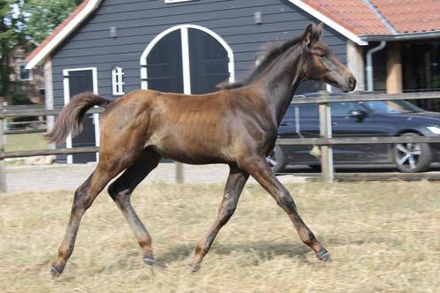 Opvallend hengstveulen van uit de allerbeste springhengsten, Dieren en Toebehoren, Paarden, Hengst, Niet van toepassing, 165 tot 170 cm