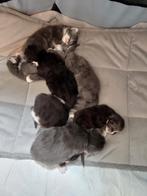 Maine coon kittens, Dieren en Toebehoren, Katten en Kittens | Overige Katten