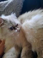 Perzisch kat, Dieren en Toebehoren, Katten en Kittens | Raskatten | Langhaar, 0 tot 2 jaar, Kater
