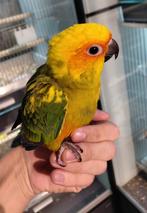 Zonparkiet super lief en super tam., Meerdere dieren, Papegaai, Tam