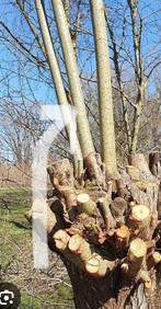 Wilgentenen gezocht, Volle zon, Bloeit niet, 250 tot 400 cm, Overige soorten