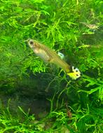 Guppies vrouw, Dieren en Toebehoren, Vis