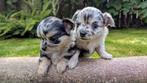 Superschattige langharige Chihuahua pups, Dieren en Toebehoren, Overige rassen, 8 tot 15 weken, CDV (hondenziekte), Meerdere