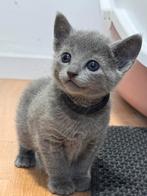 Blauwe Rus kittens, Meerdere dieren, Gechipt, 0 tot 2 jaar