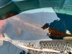 Koi, Dieren en Toebehoren, Vissen | Vijvervissen, Karper of Koi
