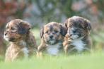 prachtige kleinblijvende shihpoo minidoodle, Dieren en Toebehoren, Honden | Niet-rashonden, Parvo, Nederland, 8 tot 15 weken, Meerdere