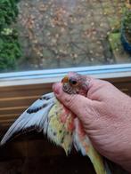 Bourke in (split) gezoomd bourks, bourkes, bourke, Dieren en Toebehoren, Vogels | Parkieten en Papegaaien, Meerdere dieren, Parkiet