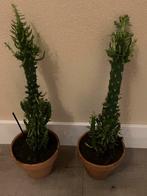 Cactussen €2,50 per cactus, Tuin en Terras, Planten | Tuinplanten, Volle zon, Vaste plant, Bloeit niet, Ophalen