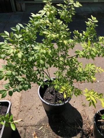 Kardinaalshoed / Euonymus struik , ruim 1 meter hoog . staat beschikbaar voor biedingen