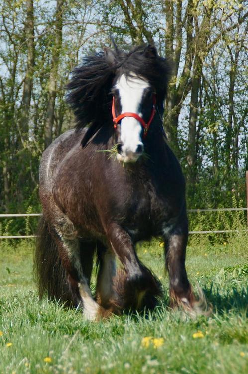 Prachtige Tinker merrie ±147m, 11 jaar, Dieren en Toebehoren, Paarden, Merrie, Recreatiepaard