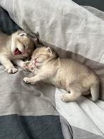 schattige britse korthaar kittens, Dieren en Toebehoren, Katten en Kittens | Raskatten | Korthaar, Ontwormd