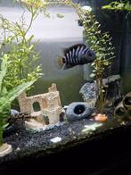 Zebraciclide zoekt een nieuw huisje, Dieren en Toebehoren, Vissen | Aquariumvissen, Vis, Zoetwatervis