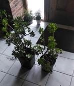 Twee mooie vetplanten, Ophalen, Overige soorten, Volle zon