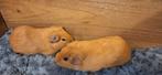 Super lieve cavia beertjes (mannetjes), Mannelijk, Cavia, Tam