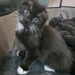 British langharig- Scottish fold mix, Kater