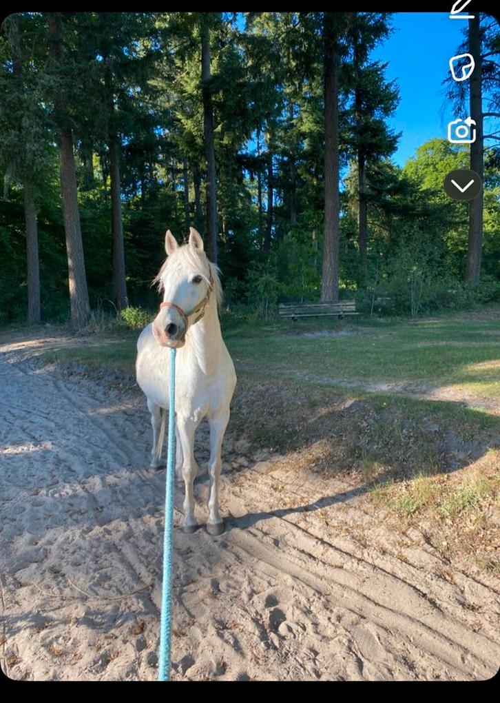 Bijrijder/ verzorger gezocht, Dieren en Toebehoren, Paarden en Pony's | Verzorgingsproducten, Zo goed als nieuw, Ophalen of Verzenden