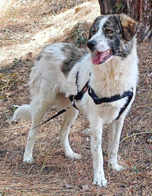 Perfecte gezinshond van 22 kilo puur geluk en vriendelijkhei, Dieren en Toebehoren, Honden | Niet-rashonden, Middel, Teef, Particulier