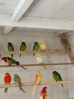 Gevraagd 2 swiftparkiet poppen, Dieren en Toebehoren, Vrouwelijk, Parkiet, Geringd