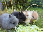Teddy konijnen, Dieren en Toebehoren, Konijnen, Meerdere dieren