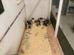 Te koop Chinese dwergkwartels, Meerdere dieren, Tropenvogel