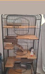 Twee tamme dwerg ratten (6 maanden) plus hok, Dieren en Toebehoren, Minder dan 60 cm, Kooi, Ophalen of Verzenden, Zo goed als nieuw