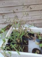 11 stekken paarse ijzerhard €0,50/stuk, Volle zon, Vaste plant, Zomer, Ophalen