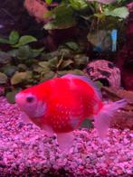 Ryukin sluierstaart vrouwtje, Vis