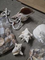 Schelpen, Verzamelen, Ophalen of Verzenden, Schelp(en)